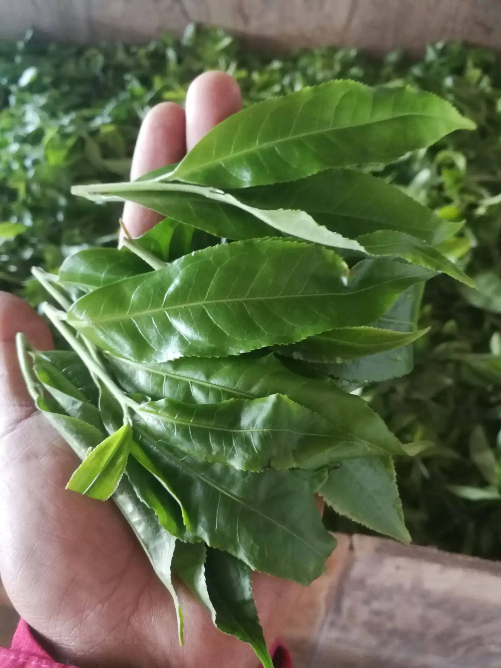 2022年易武曼秀古樹春茶價格？
