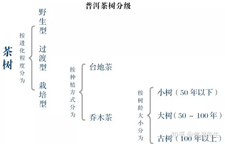 2022年按順序排列普洱茶樹等級 怎么分？