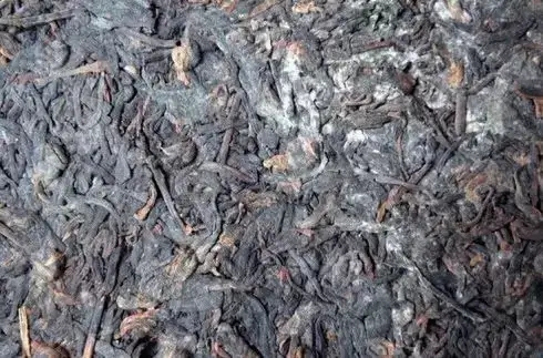 普洱茶泡了之后有霉味怎么辦？