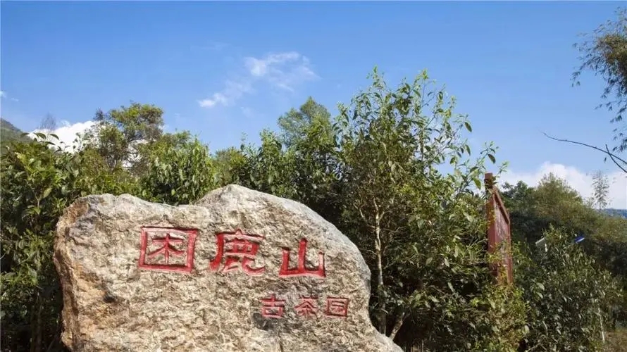 困鹿山普洱茶怎么樣?
