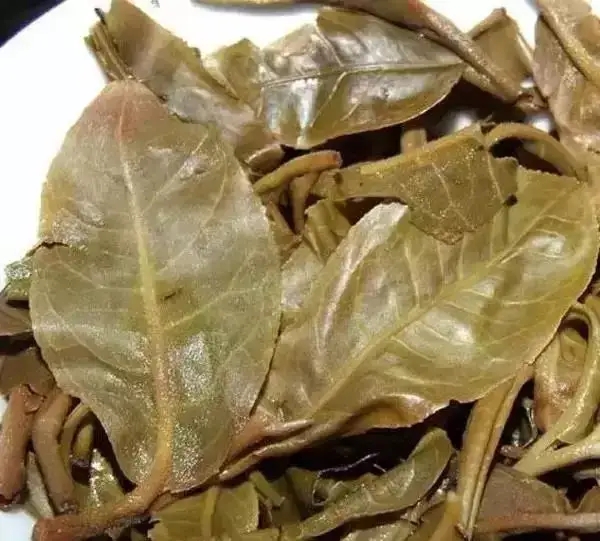 怎么看古樹普洱茶葉底？