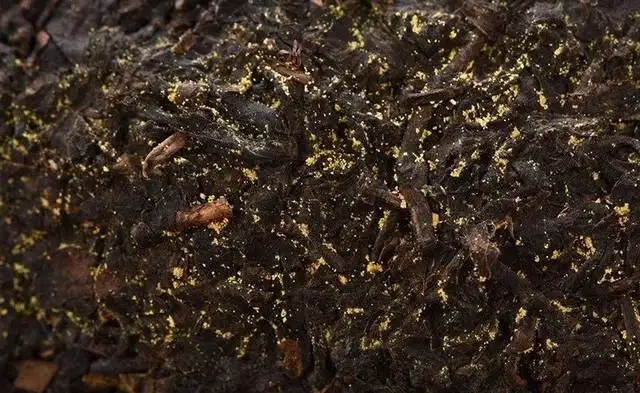 普洱茶的金花怎么鑒別？