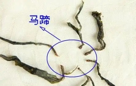 馬蹄竟然還能喝？普洱茶里的馬蹄你有了解過嗎？