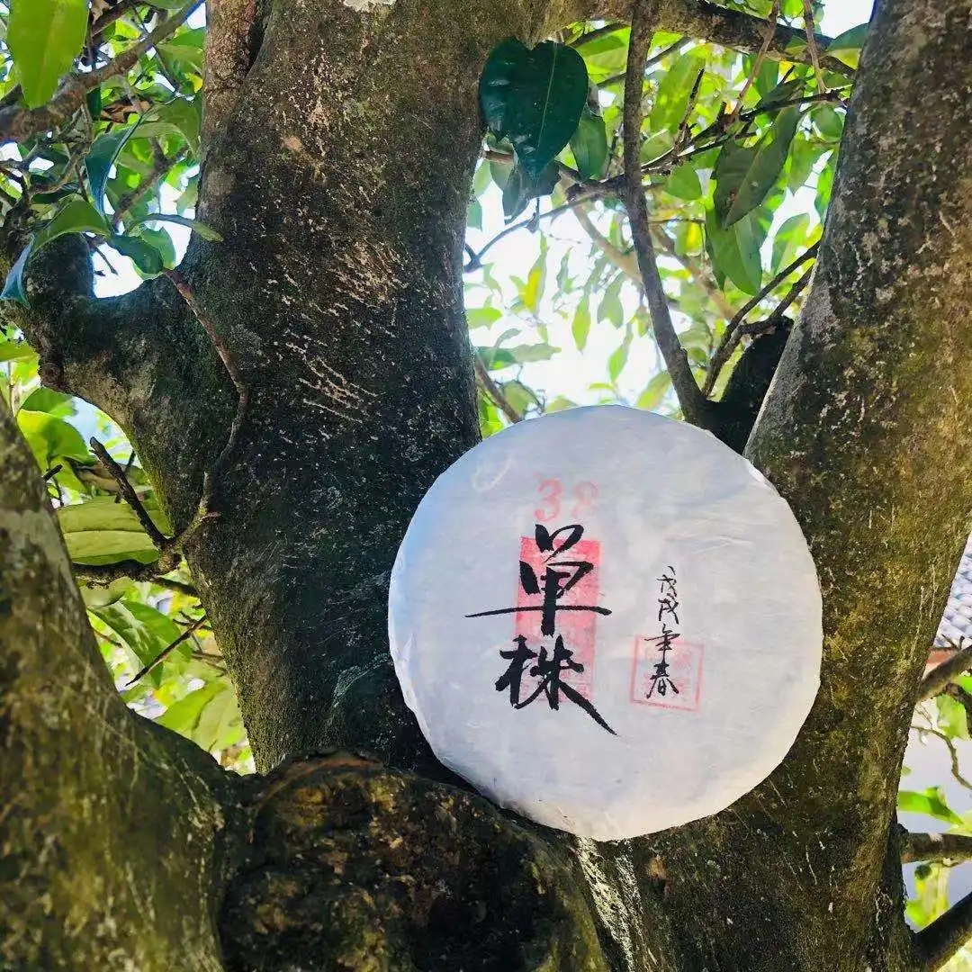 普洱茶單株是什么，好在哪里？