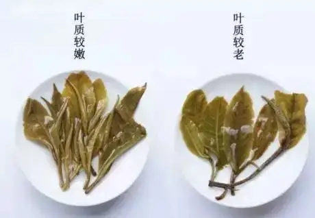 生普？熟普？如何挑選一款普洱茶？
