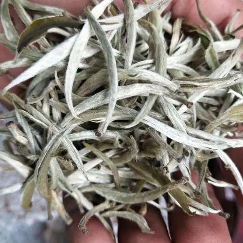 遇見(jiàn)月光白之美，存放四年云南古樹(shù)白茶