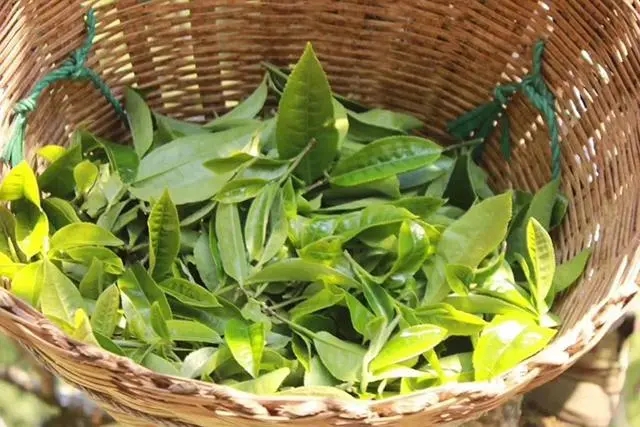 普洱茶3大核心產(chǎn)區(qū)，請(qǐng)好好收藏！