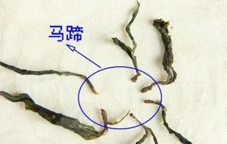 馬蹄竟然還能喝？普洱茶里的馬蹄你有了解過嗎？