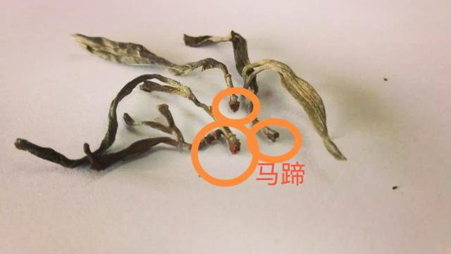 “馬蹄?！倍嗌俑竟?jié)有關(guān)系？