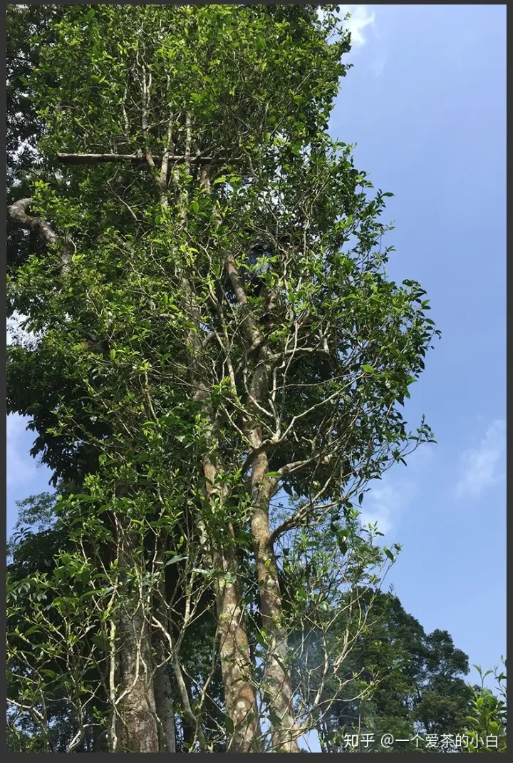 高桿古樹做成的普洱茶，憑什么紅遍大江南北？