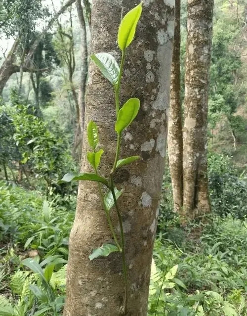 揭秘普洱茶中的長(zhǎng)頸鹿——高桿古樹茶