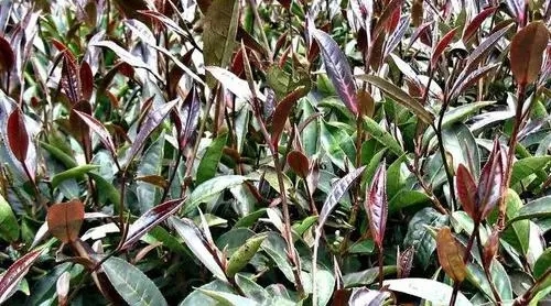 紫芽普洱是什么茶？
