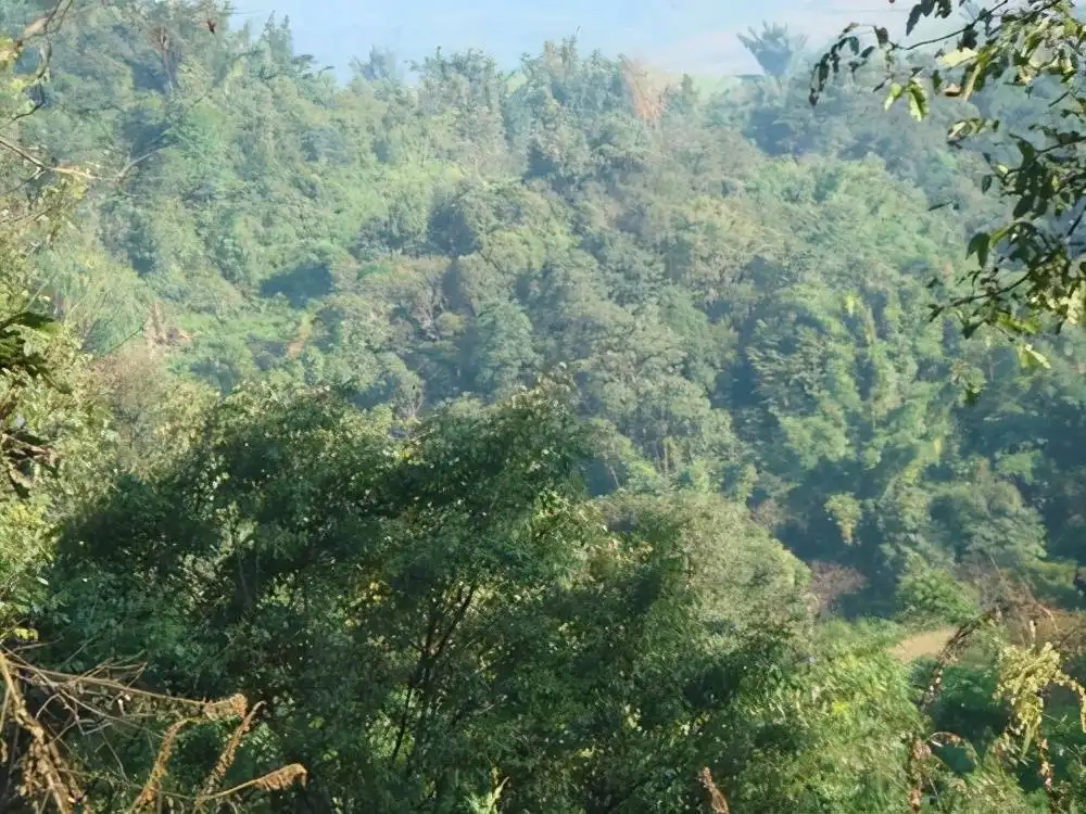 茶山紀(jì)實(shí)：再進(jìn)犀牛塘，不一樣的感覺；菁瑤可以預(yù)見的豐收年