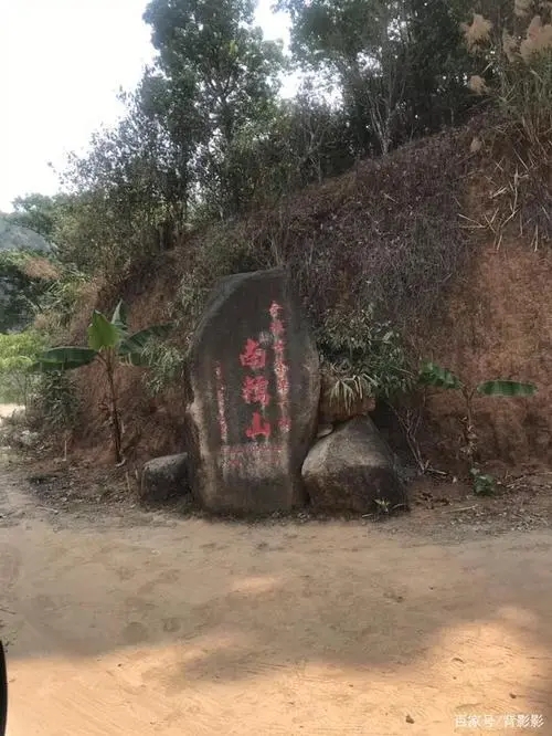 古茶第一村”，你見過這樣的茶樹嗎？