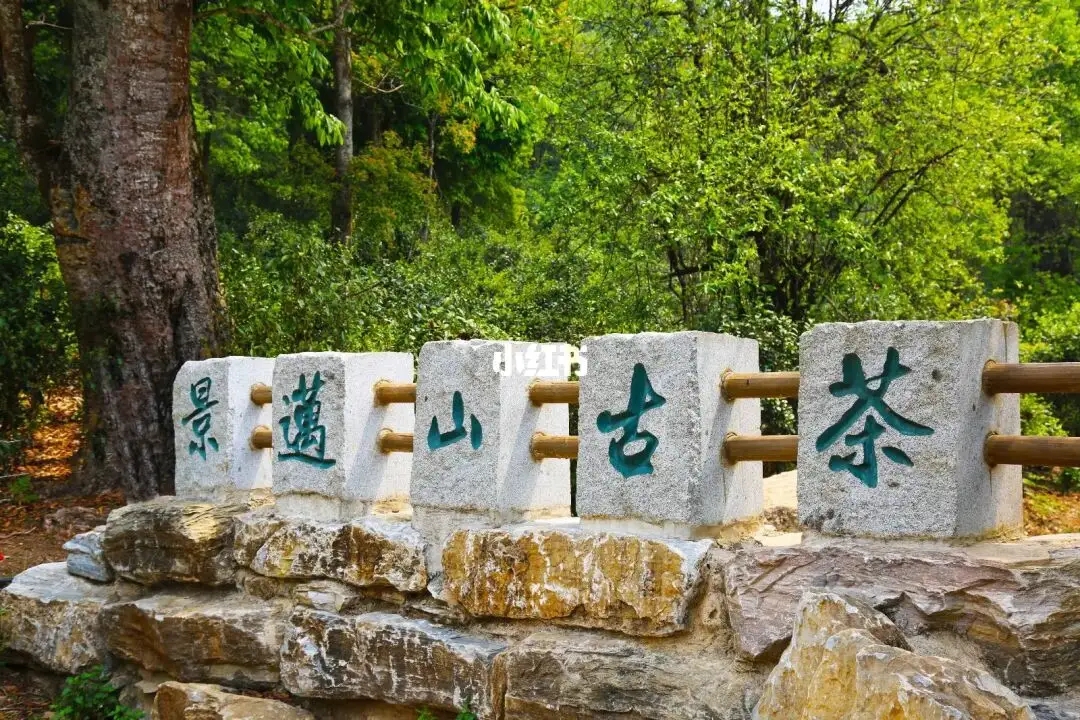 普洱茶的年份：新茶、老茶、中期茶、印級(jí)茶、古董茶