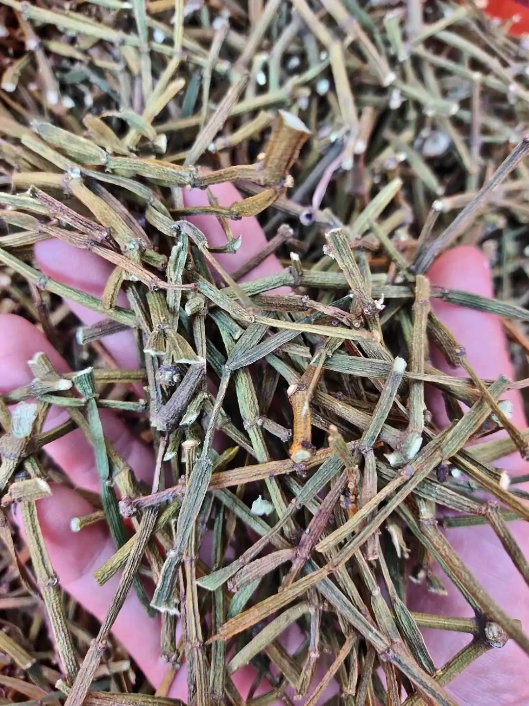 干貨 | 什么是茶界的螃蟹腳？