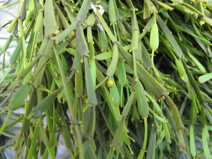 普洱茶中的“螃蟹腳”，到底是什么？如何辨別？