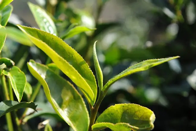 普洱茶“山野氣韻”如何形成？