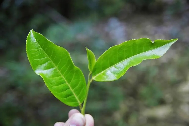 普洱茶秋茶的特點(diǎn)