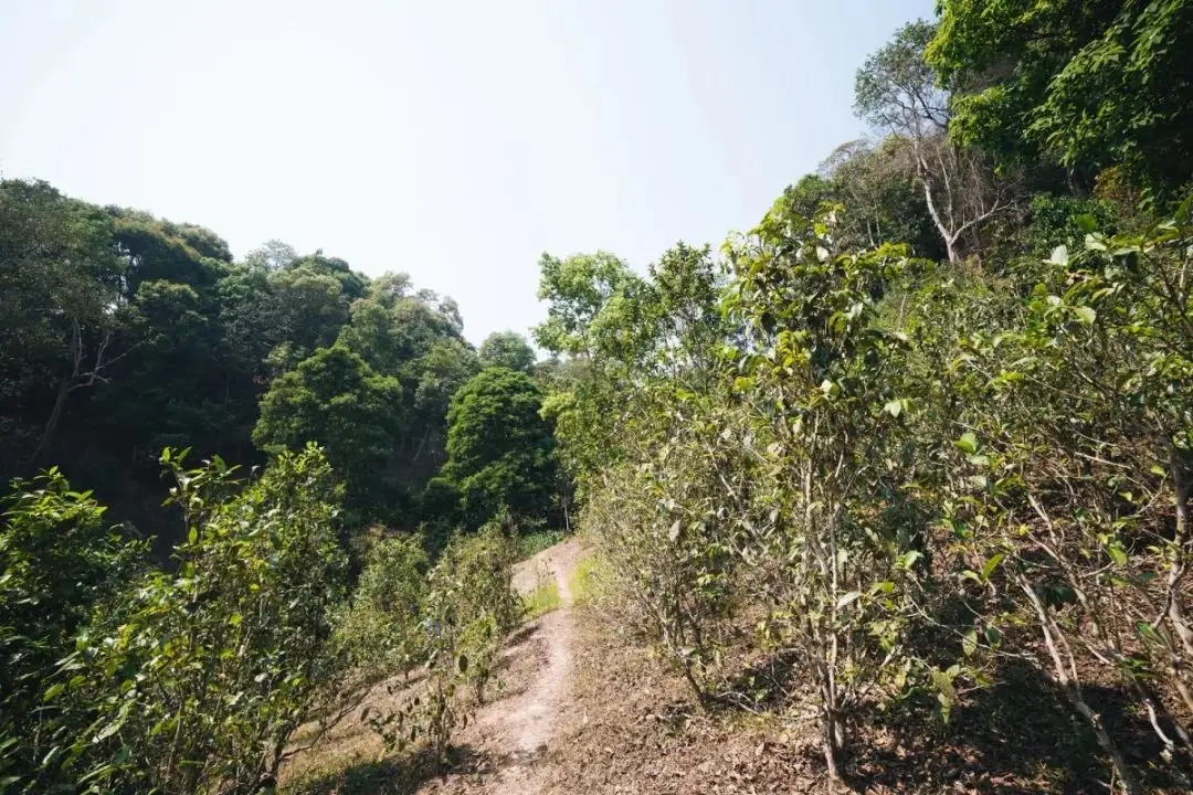 易武荒韻， 秘境白茶園