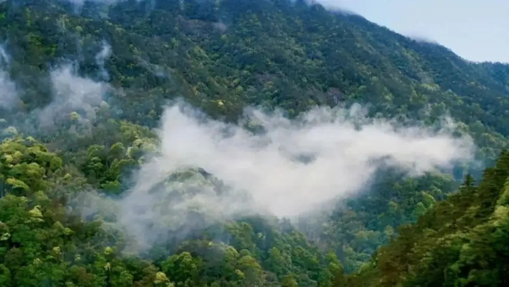 普洱茶為何要強調(diào)山頭!