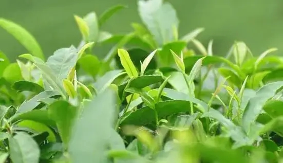 一山一味，帶您解析普洱山頭茶的密碼究竟是什么？
