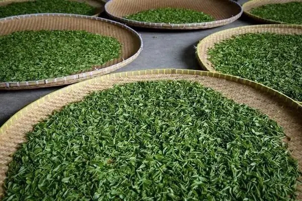 傳統(tǒng)普洱茶殺青工藝原理，專家們是這樣說的