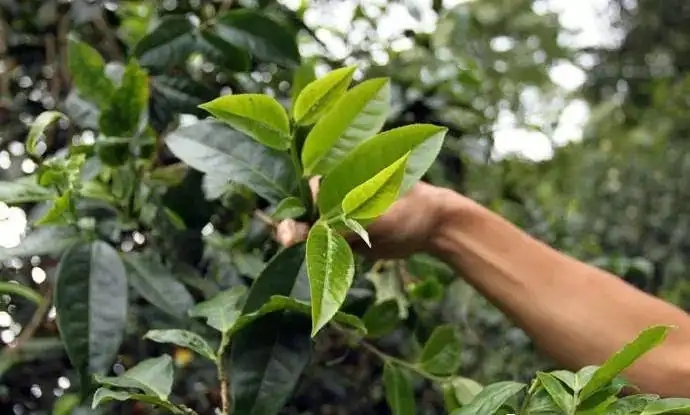 云南大葉種和小葉種是一個(gè)品種嗎？?jī)烧哂泻蝺?yōu)勢(shì)？
