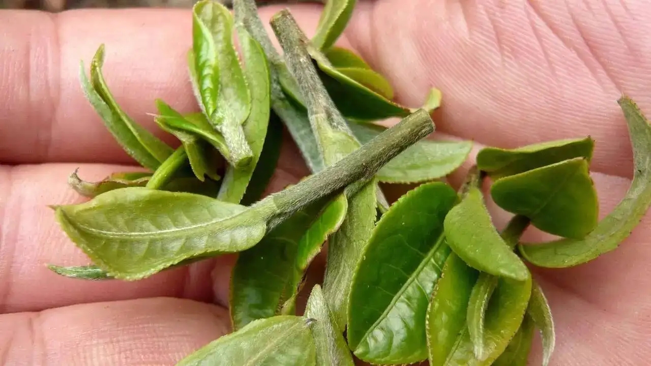 云南大葉種曬青毛茶，是什么茶？
