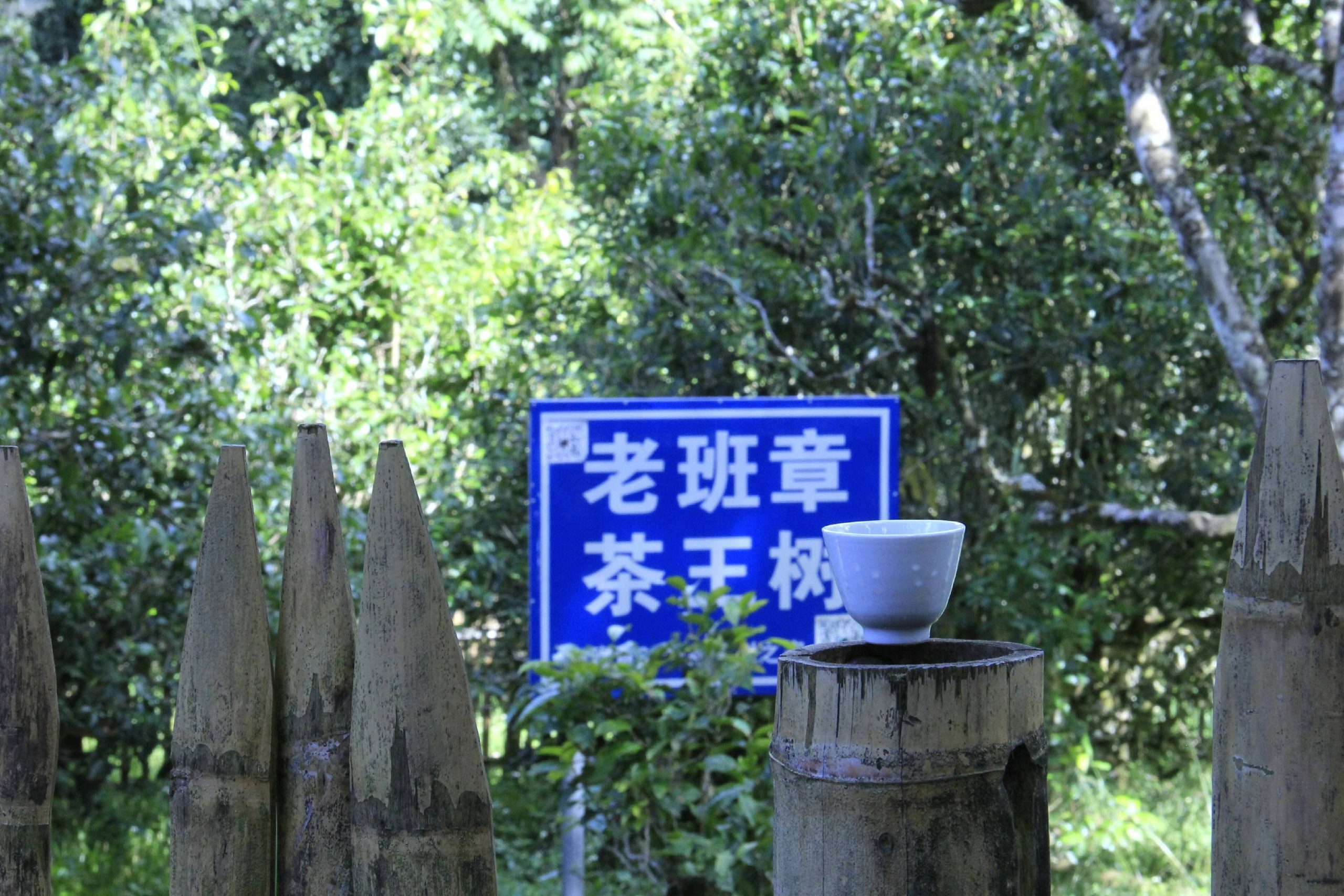 2023年老班章古樹春茶品質(zhì)如何？