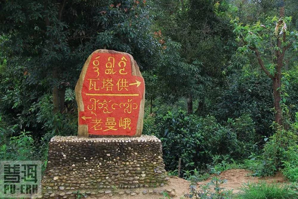 2023年老曼峨古樹春茶特點是什么？
