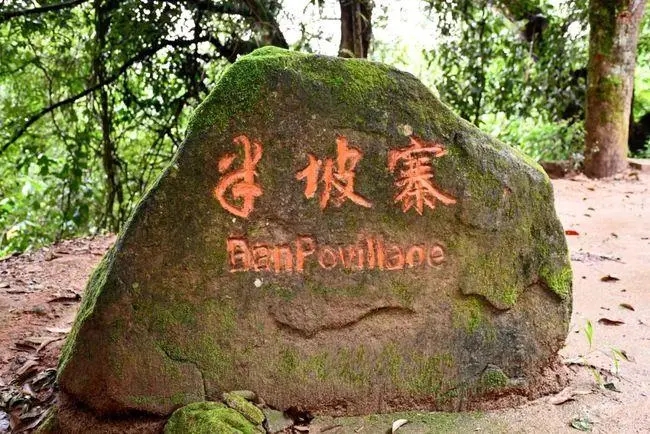 2023年半坡老寨古樹春茶價格是多少？