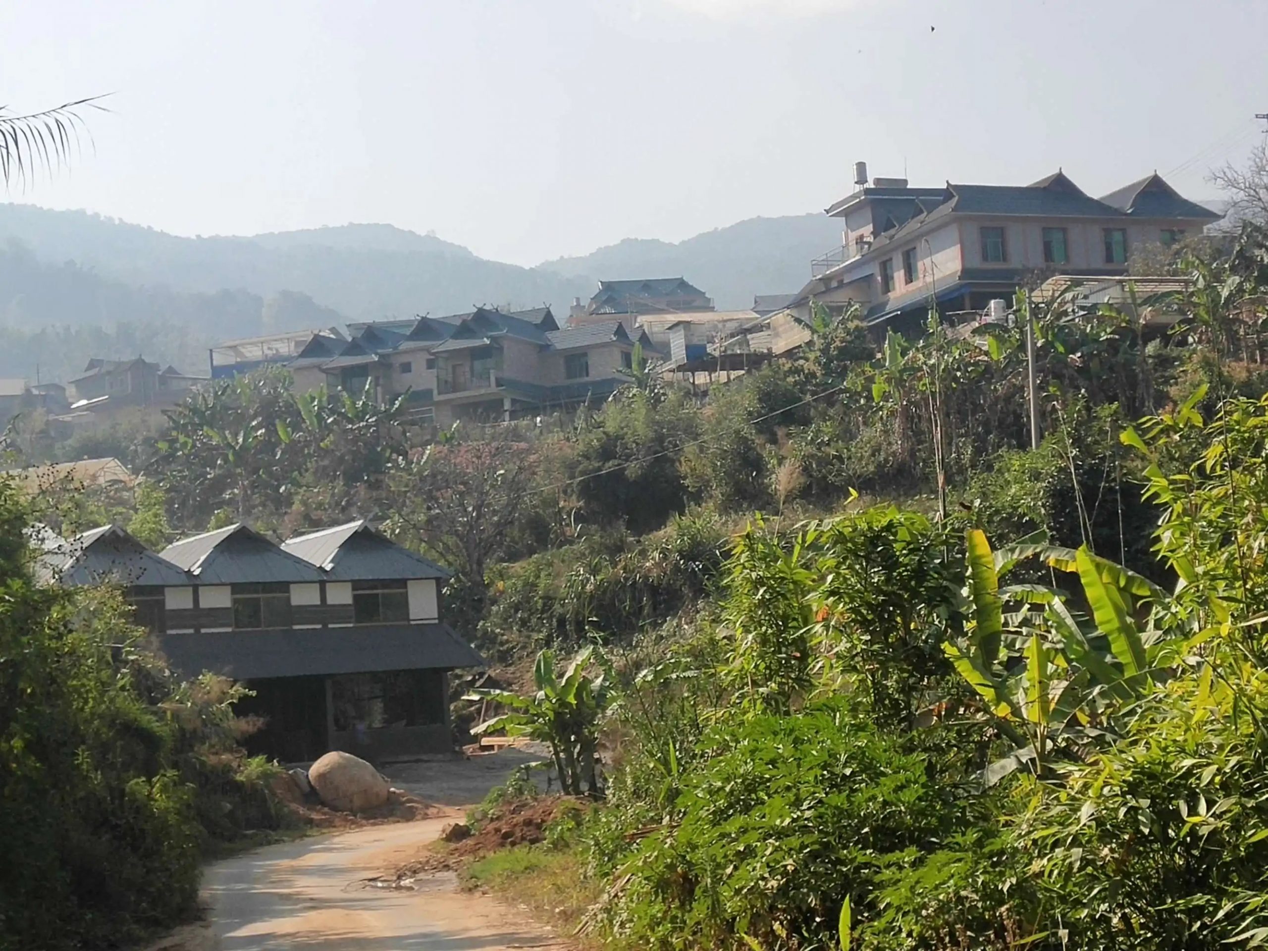 2023年帕沙古樹春茶價格多少錢？