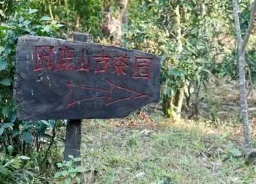 2023年困鹿山古樹(shù)春茶口感怎么樣？