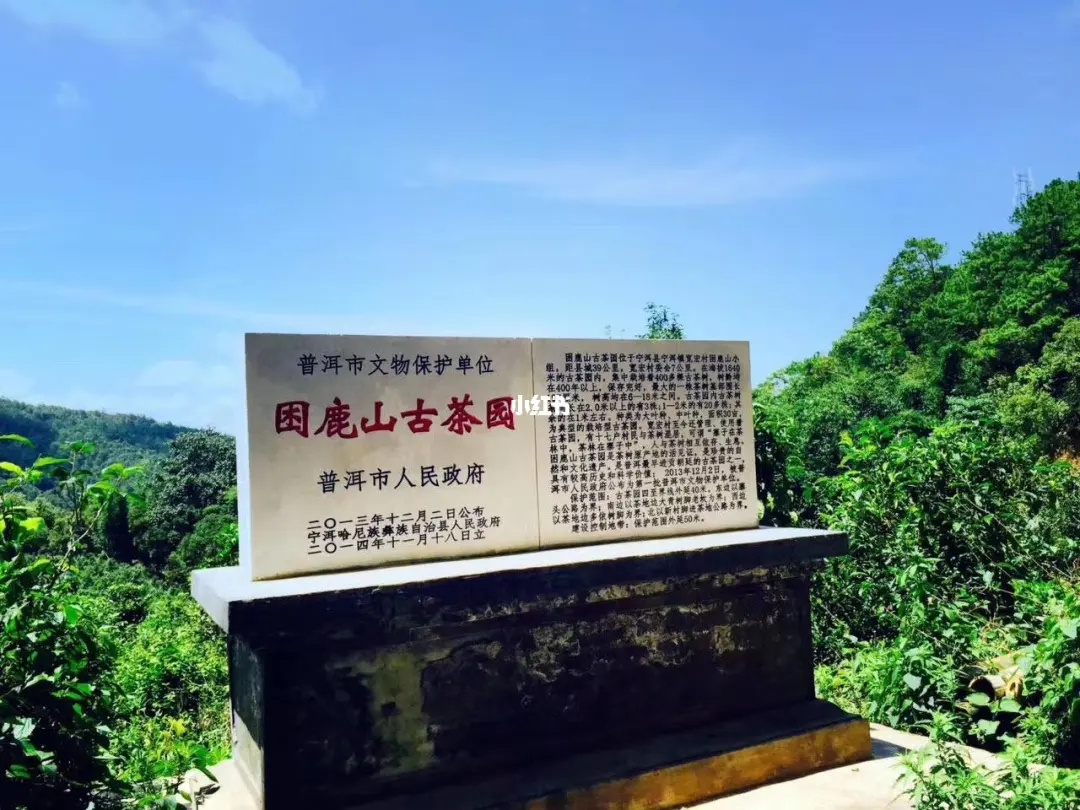 2023年困鹿山古樹春茶特點是什么？