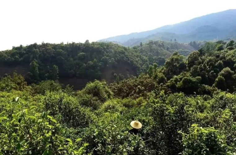 2023年苦竹山古樹春茶價格是多少？