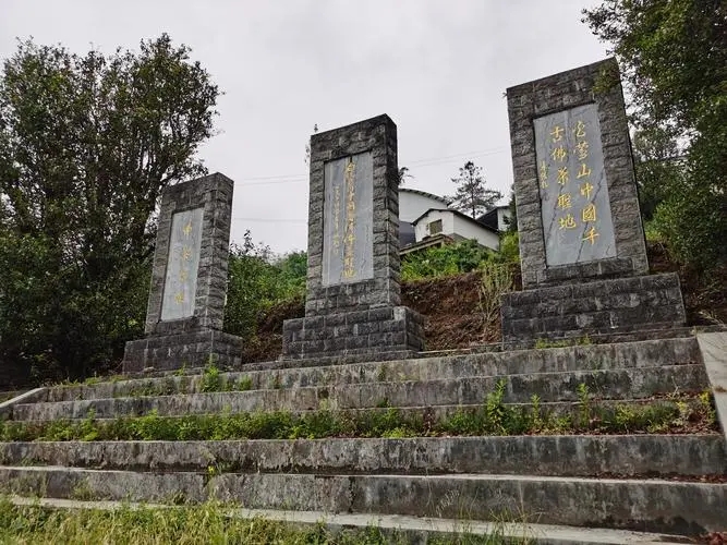 2023年白鶯山古樹春茶品質(zhì)如何？