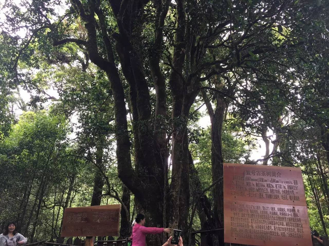 2023年大雪山古樹春茶品質(zhì)怎么樣？