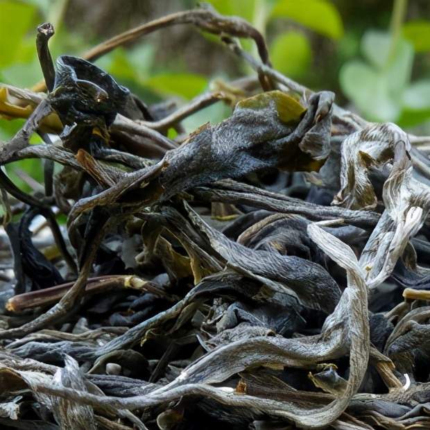 2023年那罕古樹春茶特點？