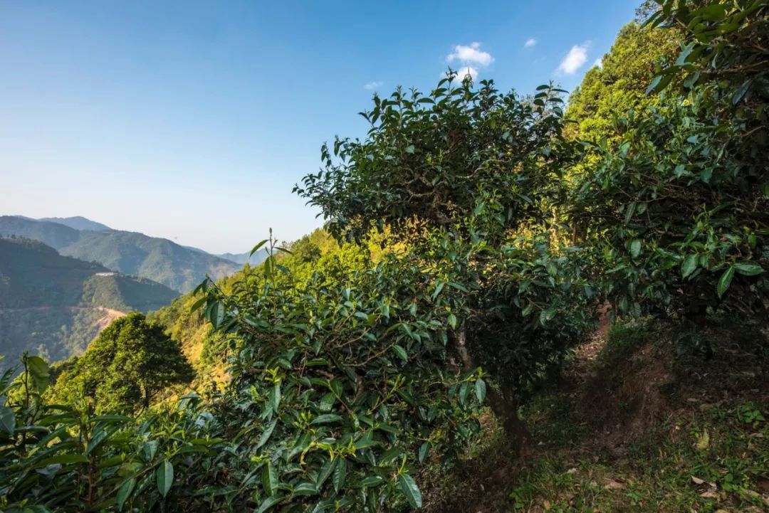 2023年鳳凰窩古樹春茶特點是什么？