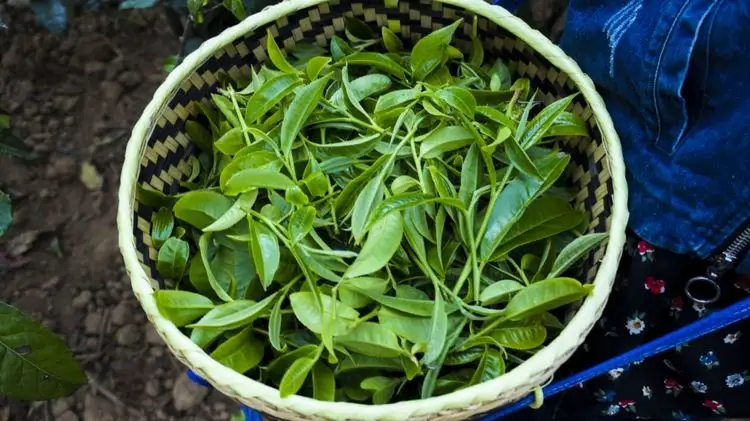2023年那蕉古樹春茶特點(diǎn)是什么？