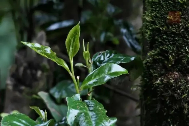 2023年薄荷塘古樹春茶品質(zhì)怎么樣？