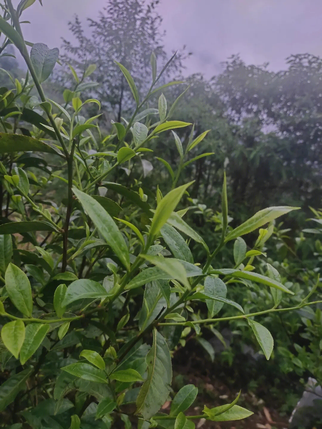 2023年薄荷塘古樹春茶特點？
