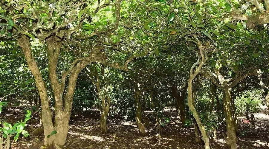 2023年勐庫(kù)大忠山古樹(shù)春茶多少錢(qián)一公斤？