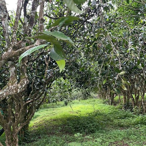 2023年永德大雪山古樹春茶特點(diǎn)是什么？