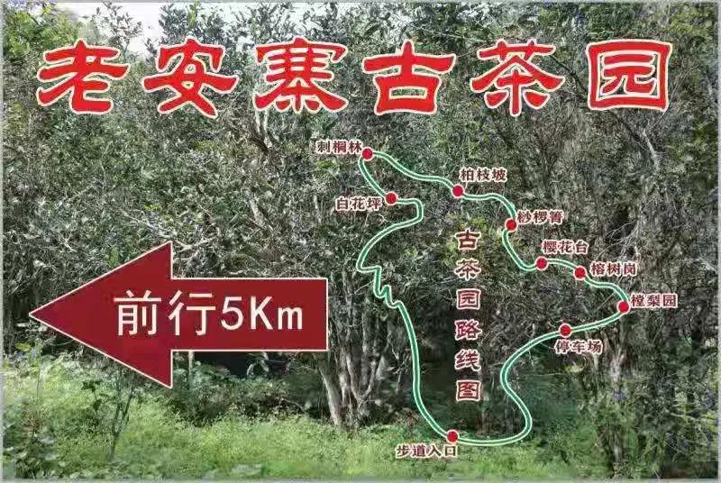 2023年普洱老安寨古樹春茶品質(zhì)如何？