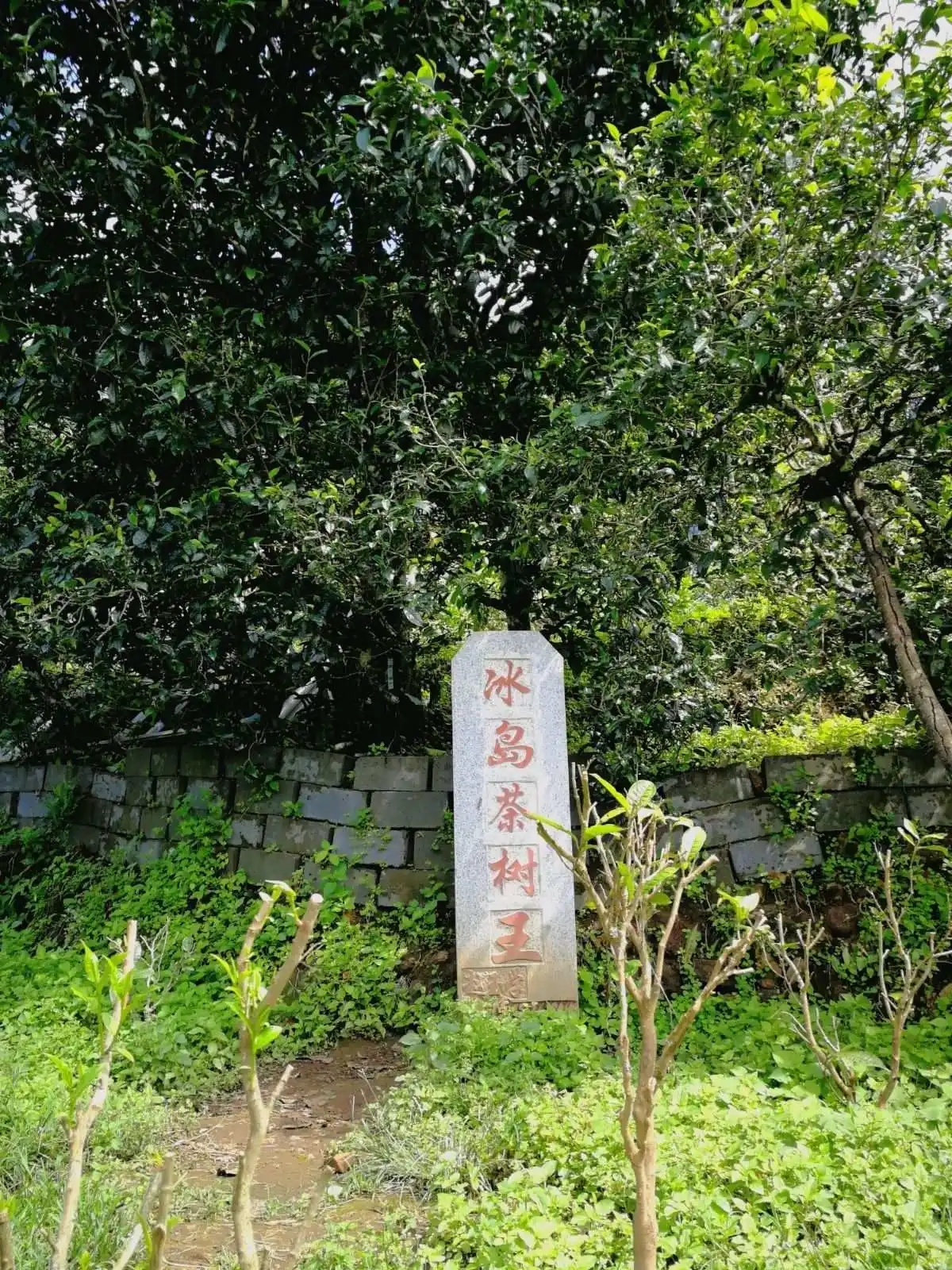 2024年冰島老寨古樹(shù)春茶價(jià)格多少？