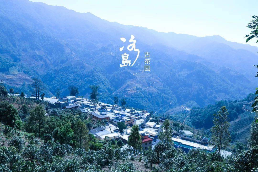 2024年冰島老寨古樹(shù)春茶多少錢(qián)一公斤？