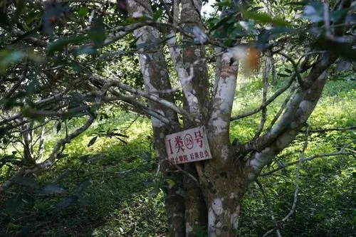 2024年薄荷塘古樹(shù)春茶特點(diǎn)是什么？