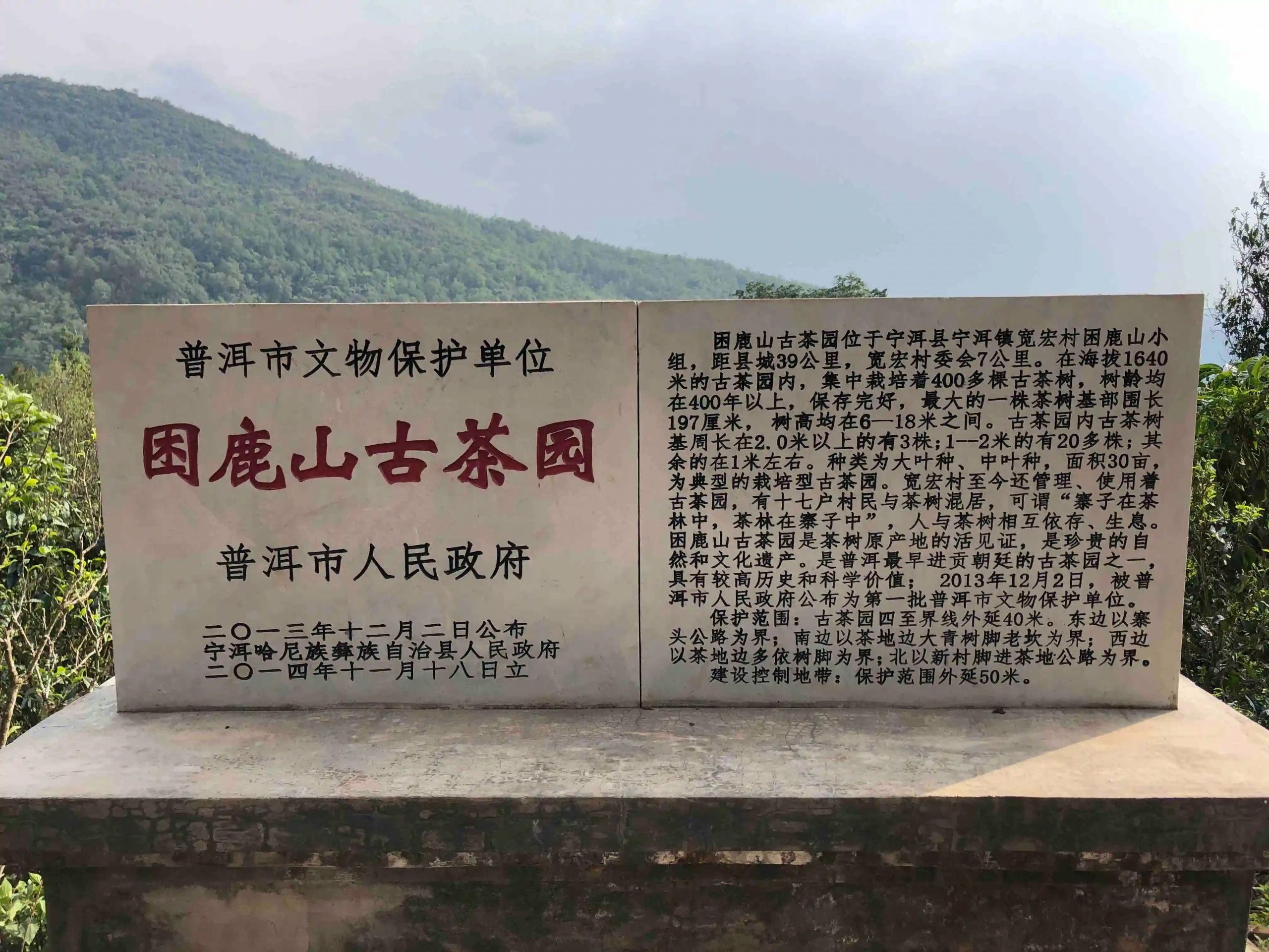 2024年困鹿山古樹(shù)春茶品質(zhì)怎么樣？